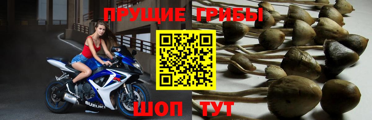 Чайковский  Псилоцибиновые грибы мицелий  Вход с VPN 
